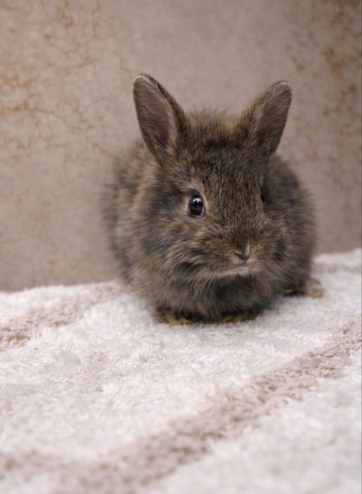 Króliczki karzełeki