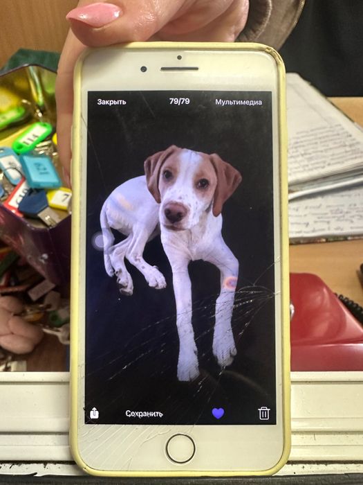 Знайшлась собака , соломянський район