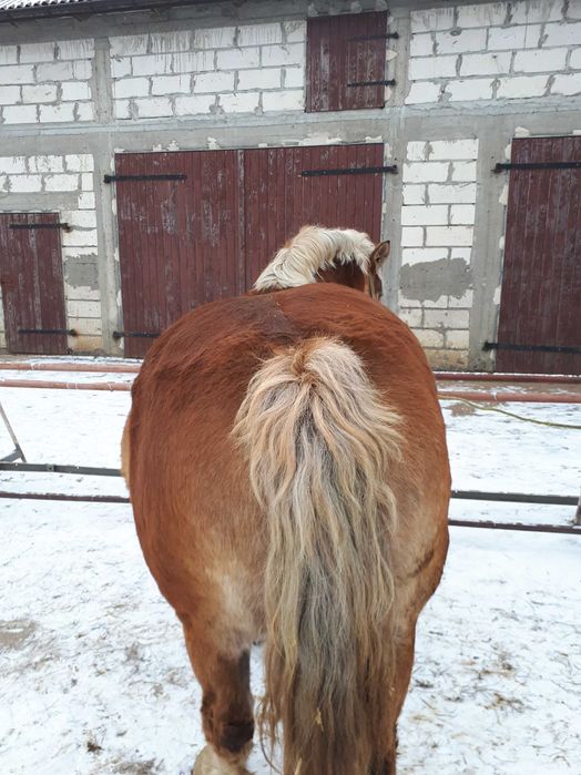 Klacz zimnokrwista sztum