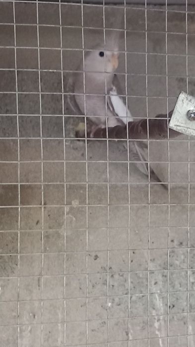 Vendo várias caturras