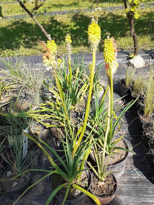 jeżówki, liatrie, trytoma, perowskia, rudbekia