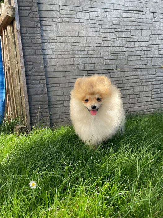 Szpic miniaturowy Pomeranian – rudo-sobolowy chłopczyk