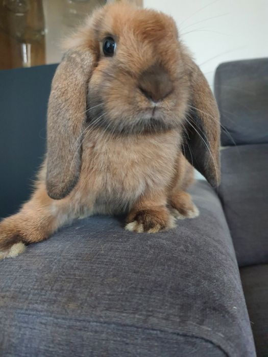 Kroliki baranek miniaturka  karzelek mini lop