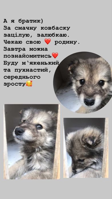 Подарую гарних  цуценят малих розмірів