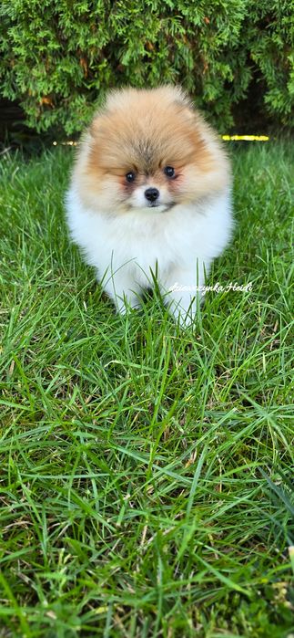 Szpic miniaturowy pomeranian suczka