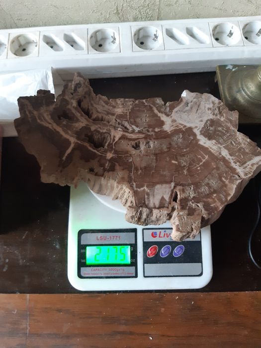 Срез окаменелого дерева