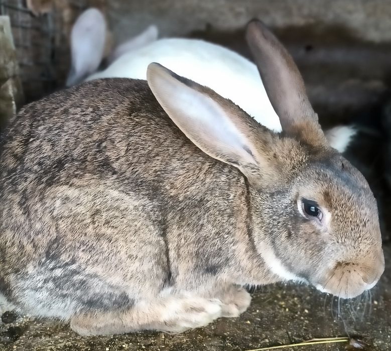 Продам кролів                                           .