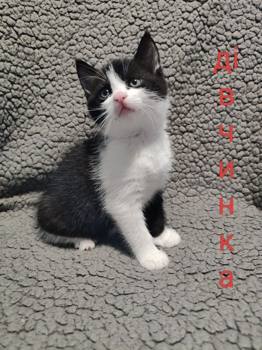 красунчики кошенята