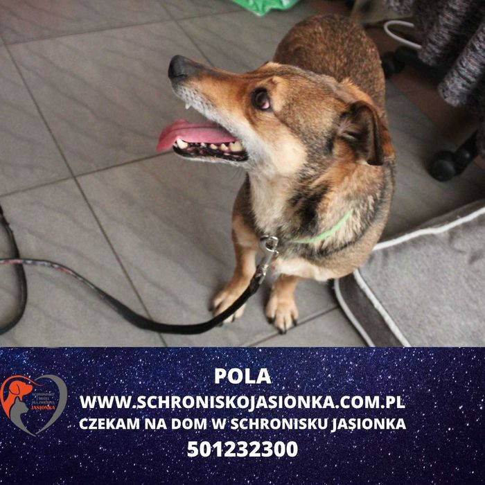 Pola do adopcji – Schronisko Jasionka