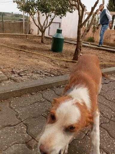 Olá boa noite veio por este meio a informar que este cachorro tá a dar