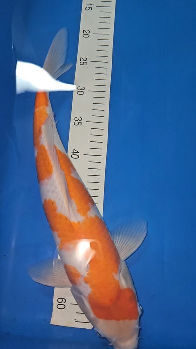 Carpa Koi - Goshiki Shigure - 42cm