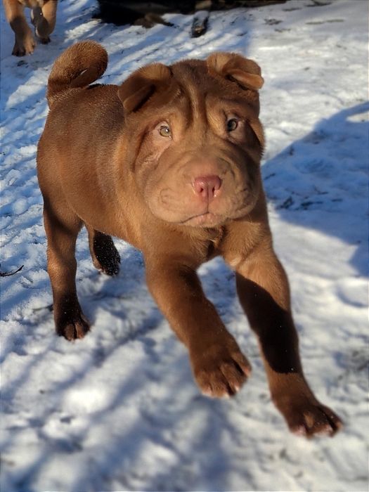 Цуценя шарпея , шоколадна дівчинка