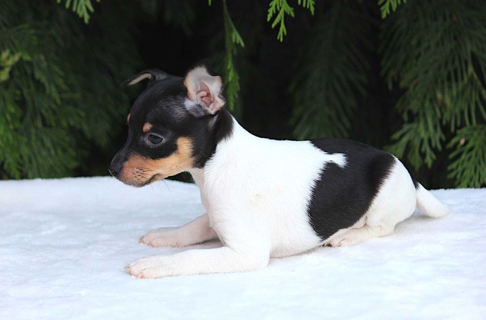 Цуценята американського той фокс тер'єра КСУ-FCI