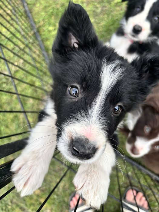 Czarno-Biały piesek border collie Gotowy do odbioru
