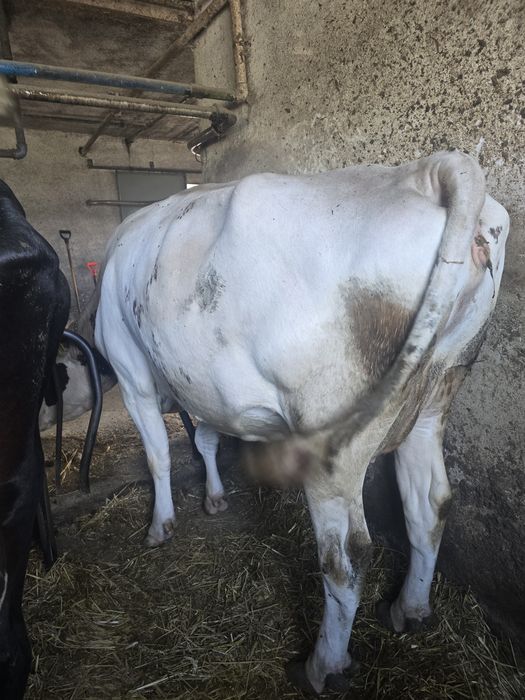 Krowa cielna z pod oceny księga główna