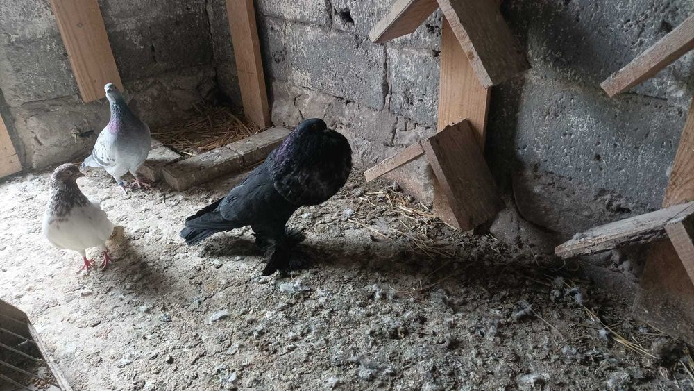 Garłacze Pomorskie Samce 2025