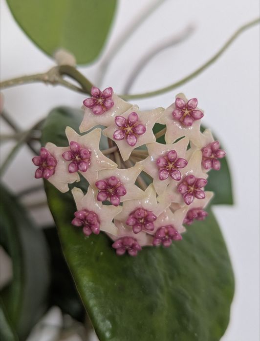 HOYA - Sprzedam/wymienię hoje | prywatna kolekcja