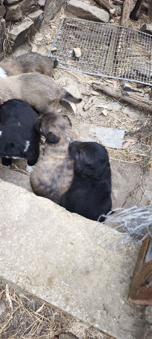Cães para adoção