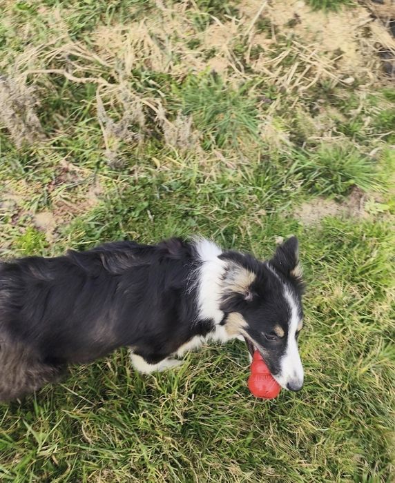 Border collie,suczka Euforia ZKwP