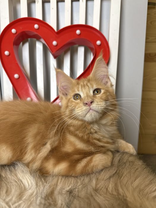 Jamal XL of Coty Coli