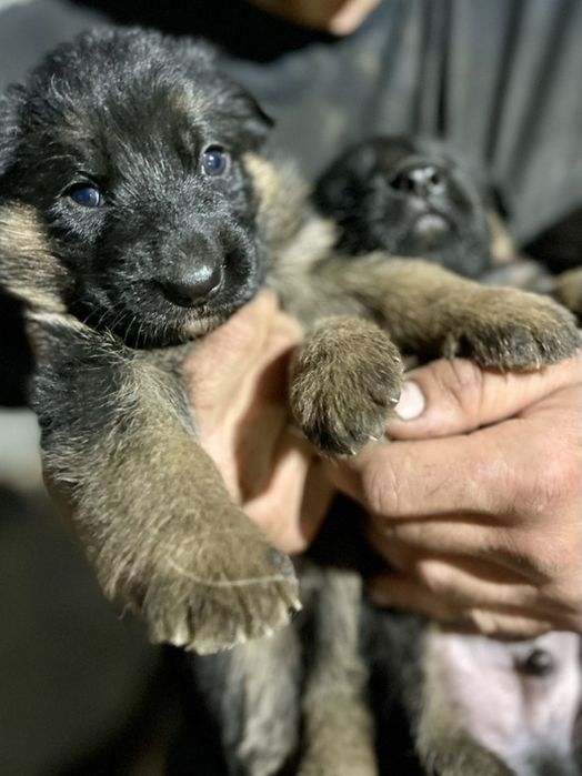 Цуценята німецької вівчарки