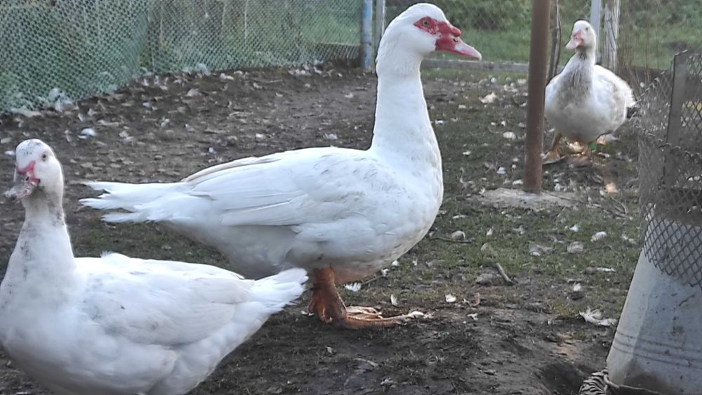 Мускусні качки інкубаційне яйце.