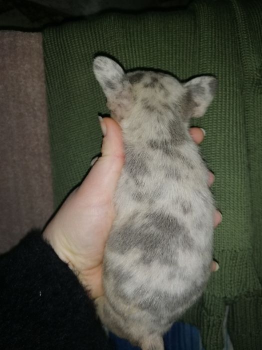 Французики Чистокровні хлопчики та дівчатка є доставка з рук в руки