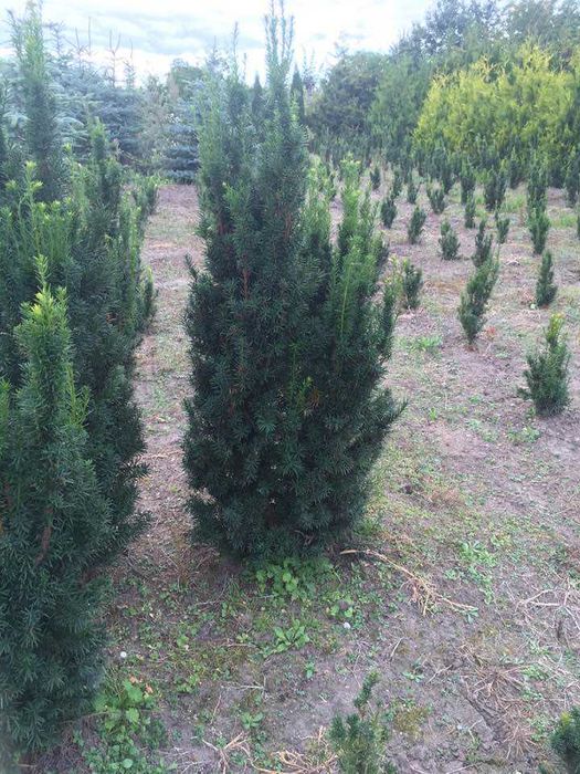 Cis hicksi    do 120cm  super jakość