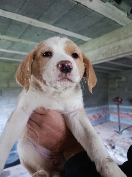 *Cadelinhas para ADOÇÃO responsável*