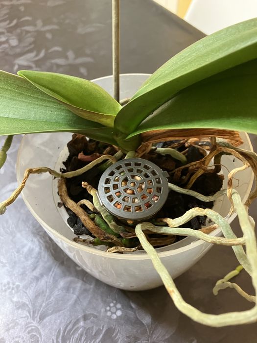 Doseador de Fertilizante para Orquideas e Outras Plantas