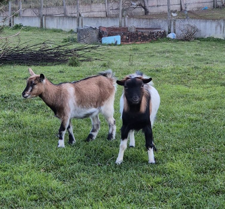 Casal de Cabras Anãs