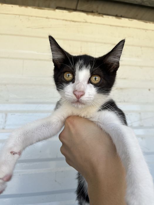 Oreo- Gatinha bebé para Adoção