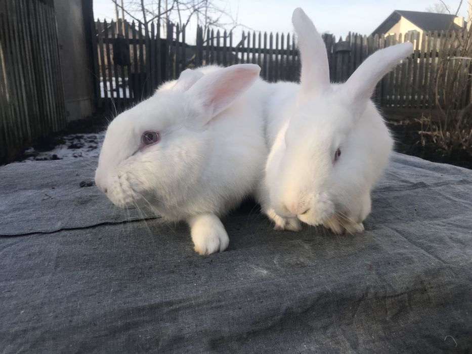 Кролики Європейська шиншила + панон.