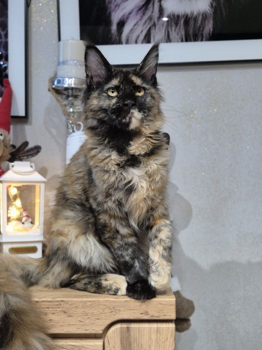 Lolita Cudna kotka Maine Coon