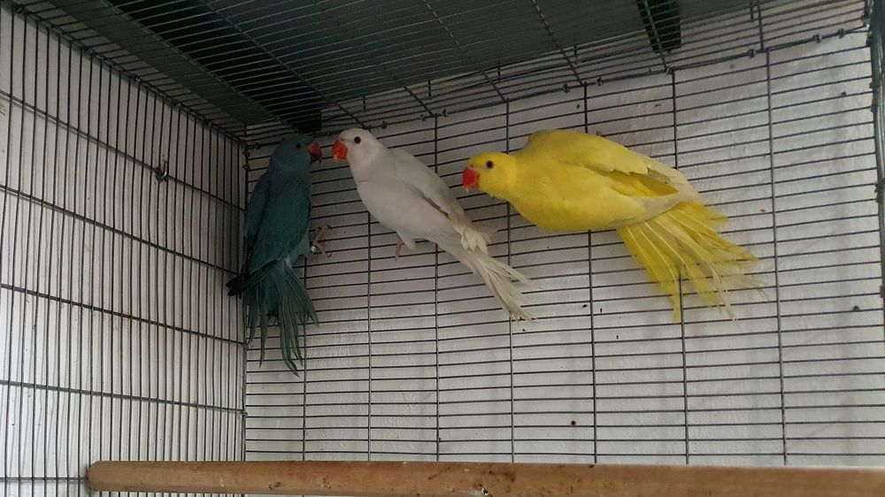 Ring necks para cedência.