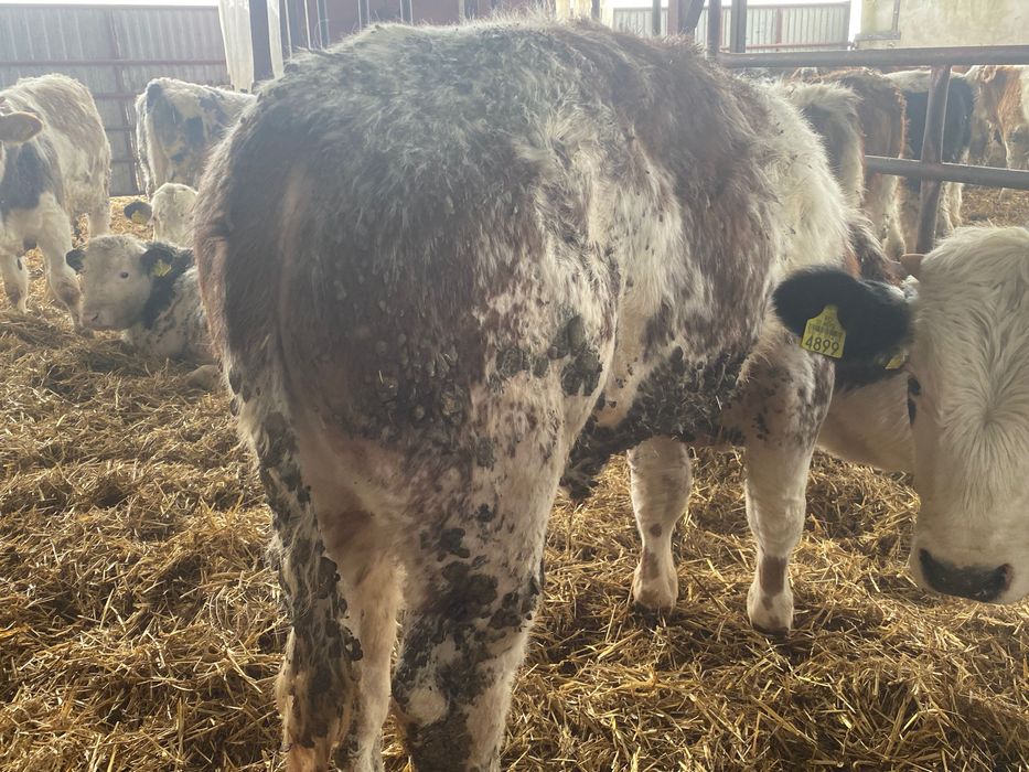 Odsadki mięsne LM Sim BB