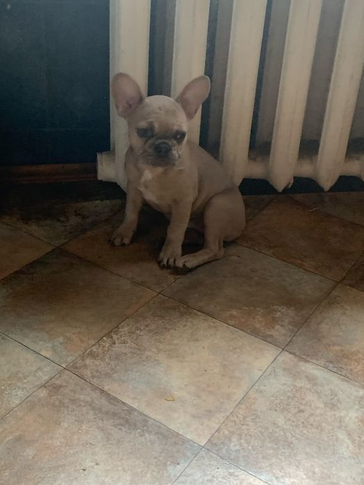 Девочка французик. Изабеллова мерле