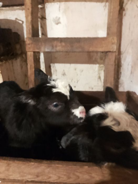 Козлята кривой рог