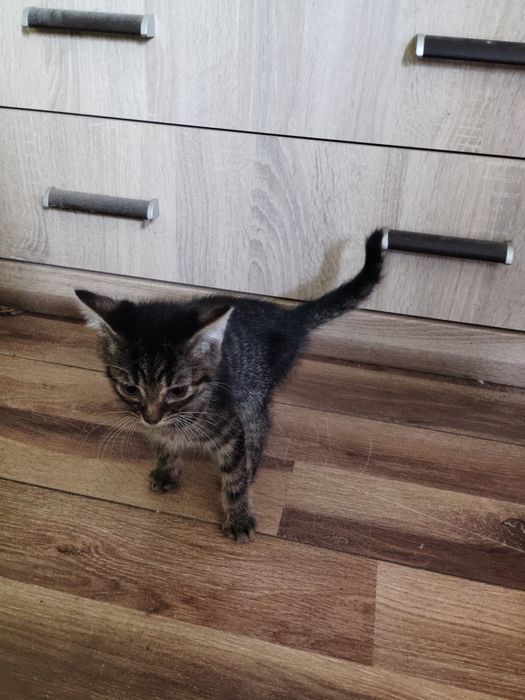 Oddam kotki za darmo