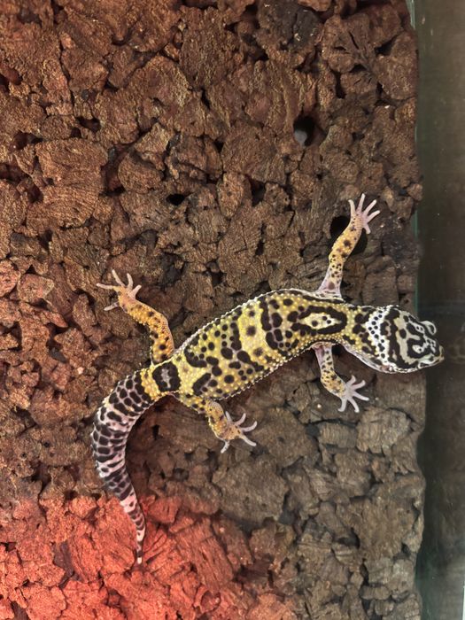 Gekon lamparci Młode osobniki