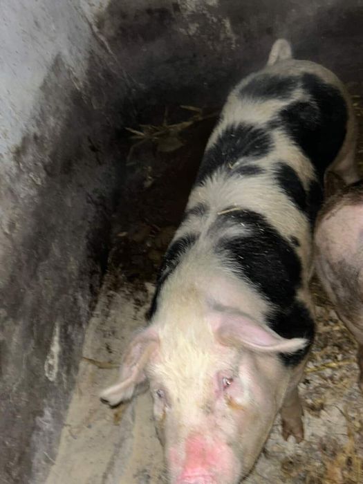 Свині мʼясні  Миколаївська обл