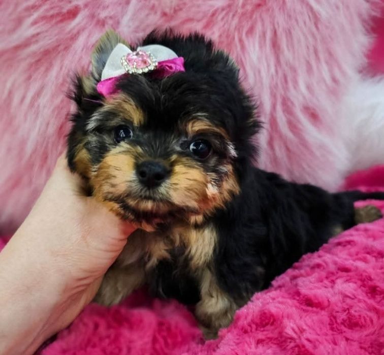 Cudna śliczna radosna mała laleczka Yorkshire Terrier