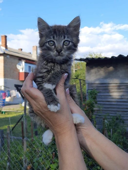 Малеча шукає родину