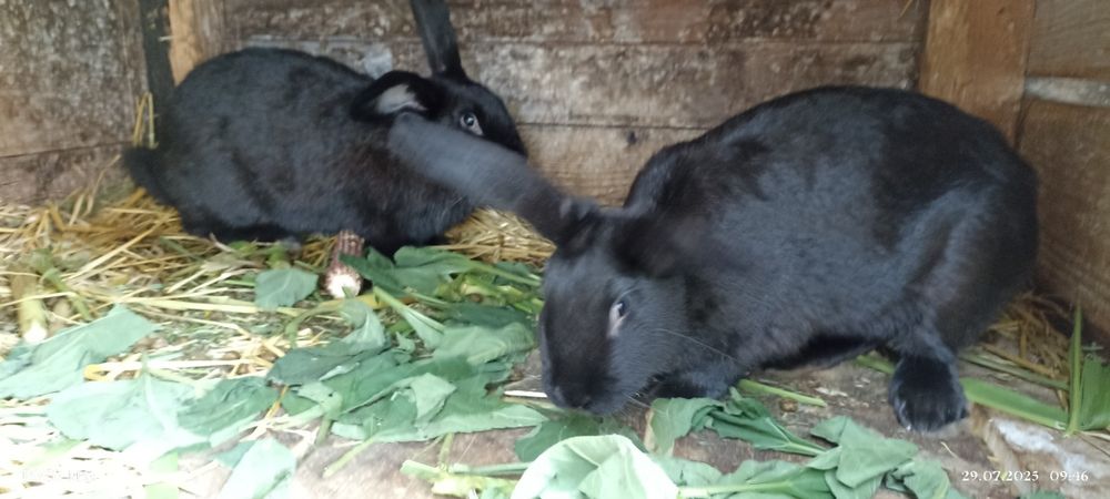 Кролі на розплід