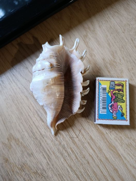Велика гарна мушля