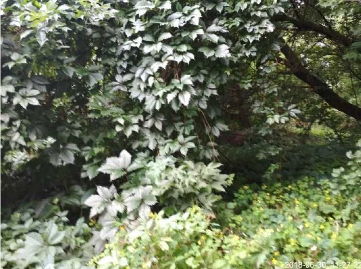 Продажа земельного участка 25 сот. в с.Рожны Киевской обл. 17800$