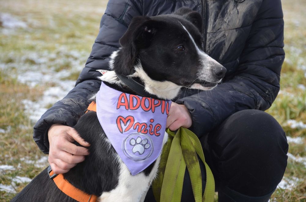 Magni - cichy towarzysz, młodziak, z potencjałem do adopcji.