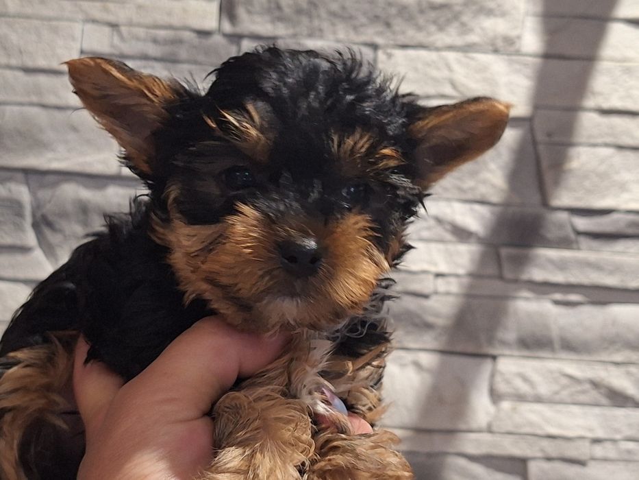 Yorkshire terrier z dokumentami