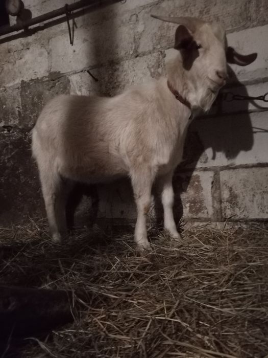 Kozioł, sprzedam kozła
