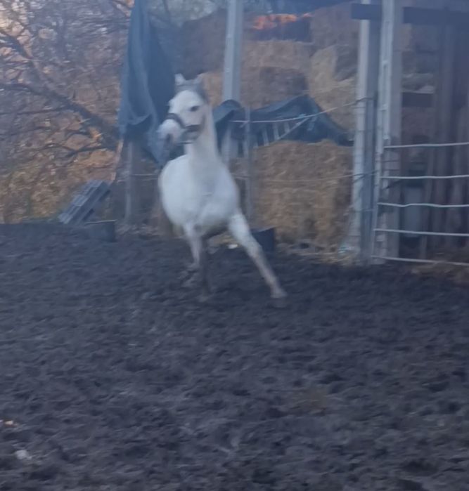 Para venda  ou trocacavalo PSL